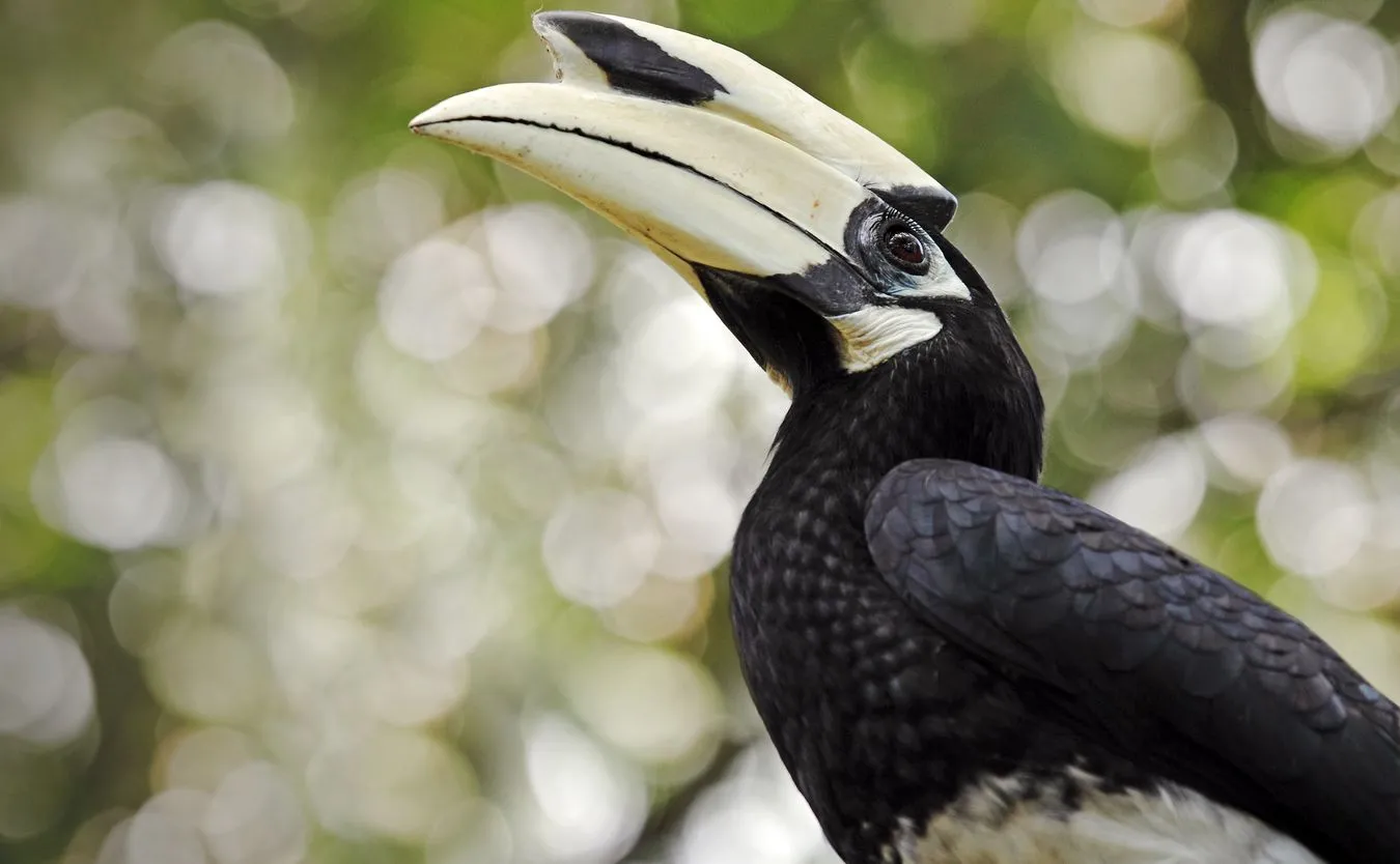 Dzioborożec palawański