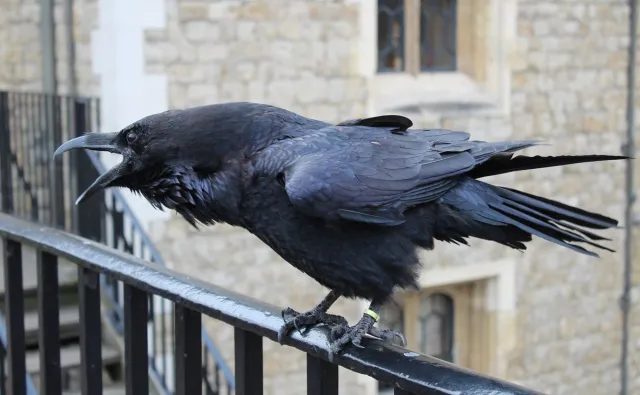Znudzone kruki zaczynają opuszczać Tower of London. Powód? Brak turystów