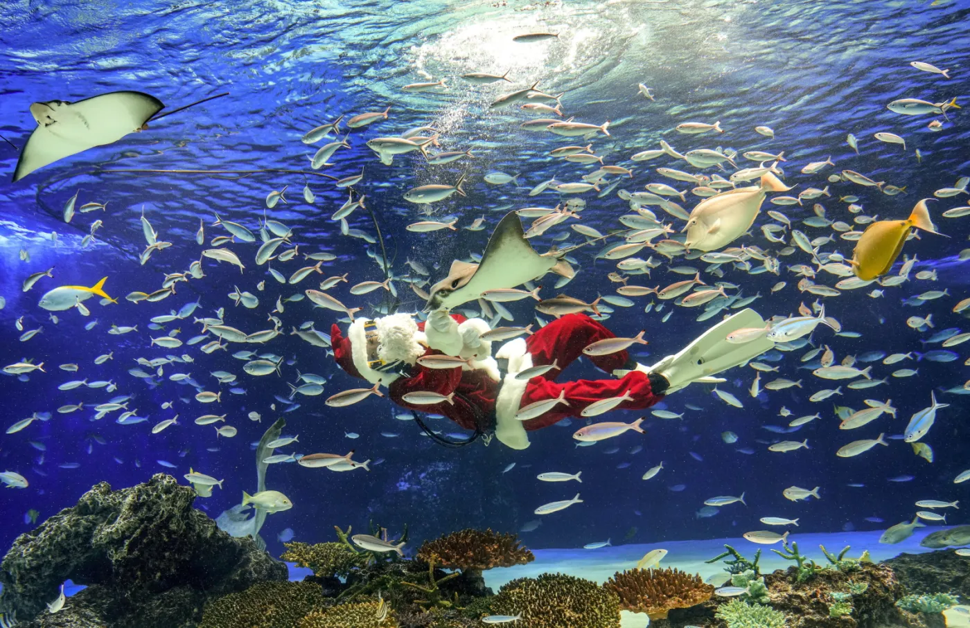 Świąteczne karmienie rybek w Tokio [ZDJECIA]