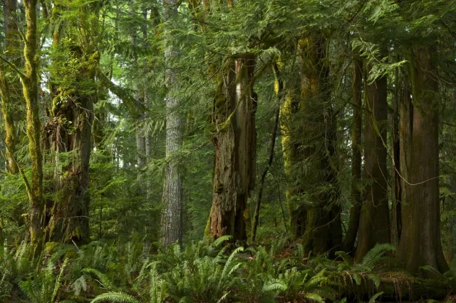 Ziemia ma więcej gatunków drzew niż myślano. BADANIA