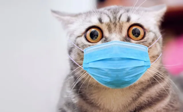 SARS-CoV-2 u kotów nie mutuje w niebezpiecznym kierunku