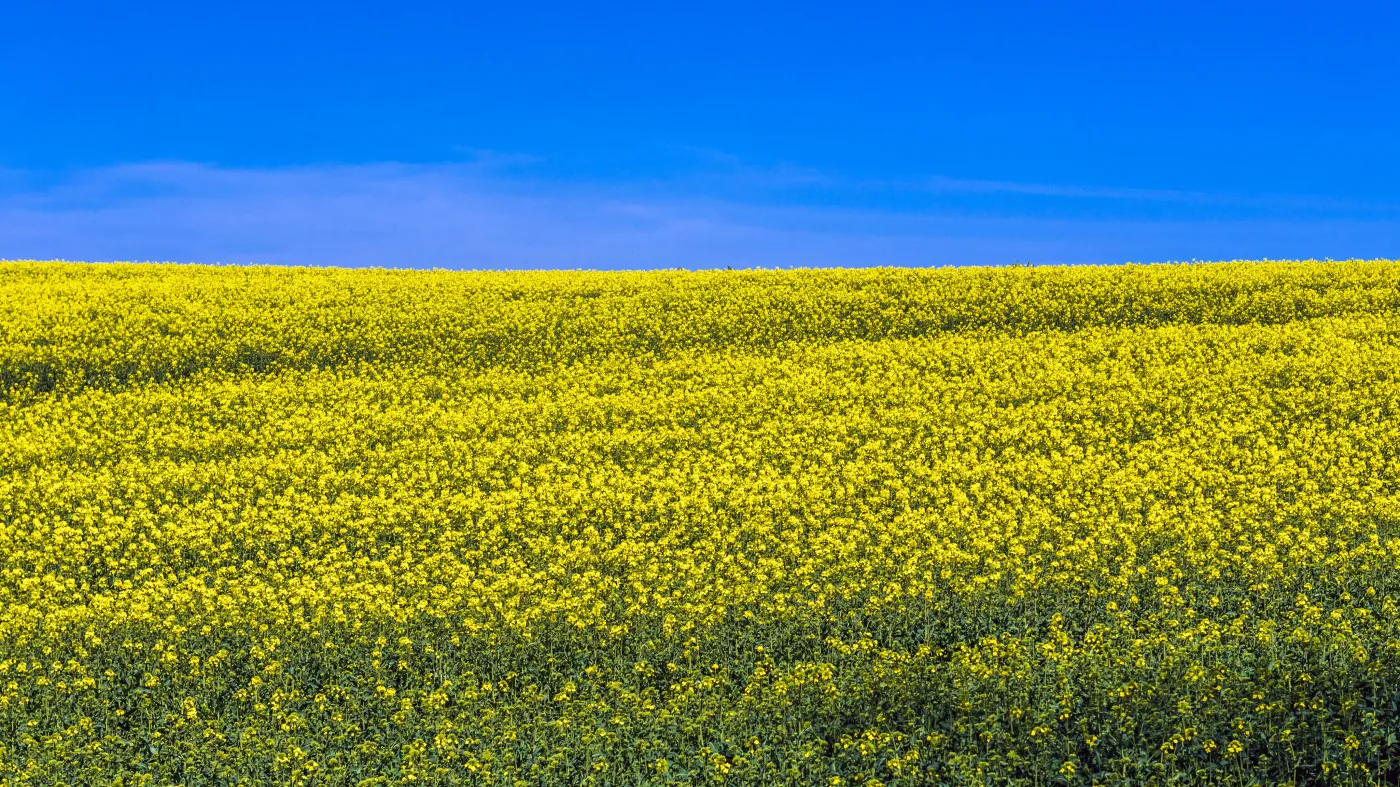 Ceny rzepaku są rekordowe. Chiny przywróciły import z Kanady