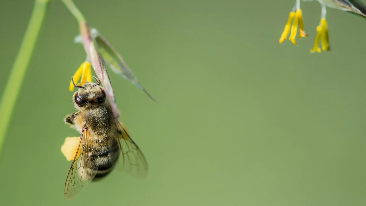 kadr z filmu Bee Wild