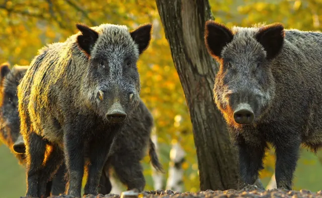 Wybić dziki na wzór Niemiec. Giżyński: Tylko tak zwalczymy ASF