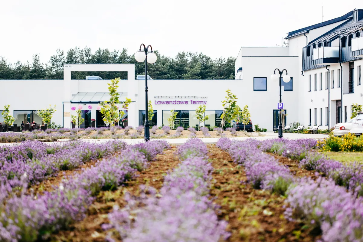 A gdyby tak móc zasypiać i budzić się na lawendowym polu...