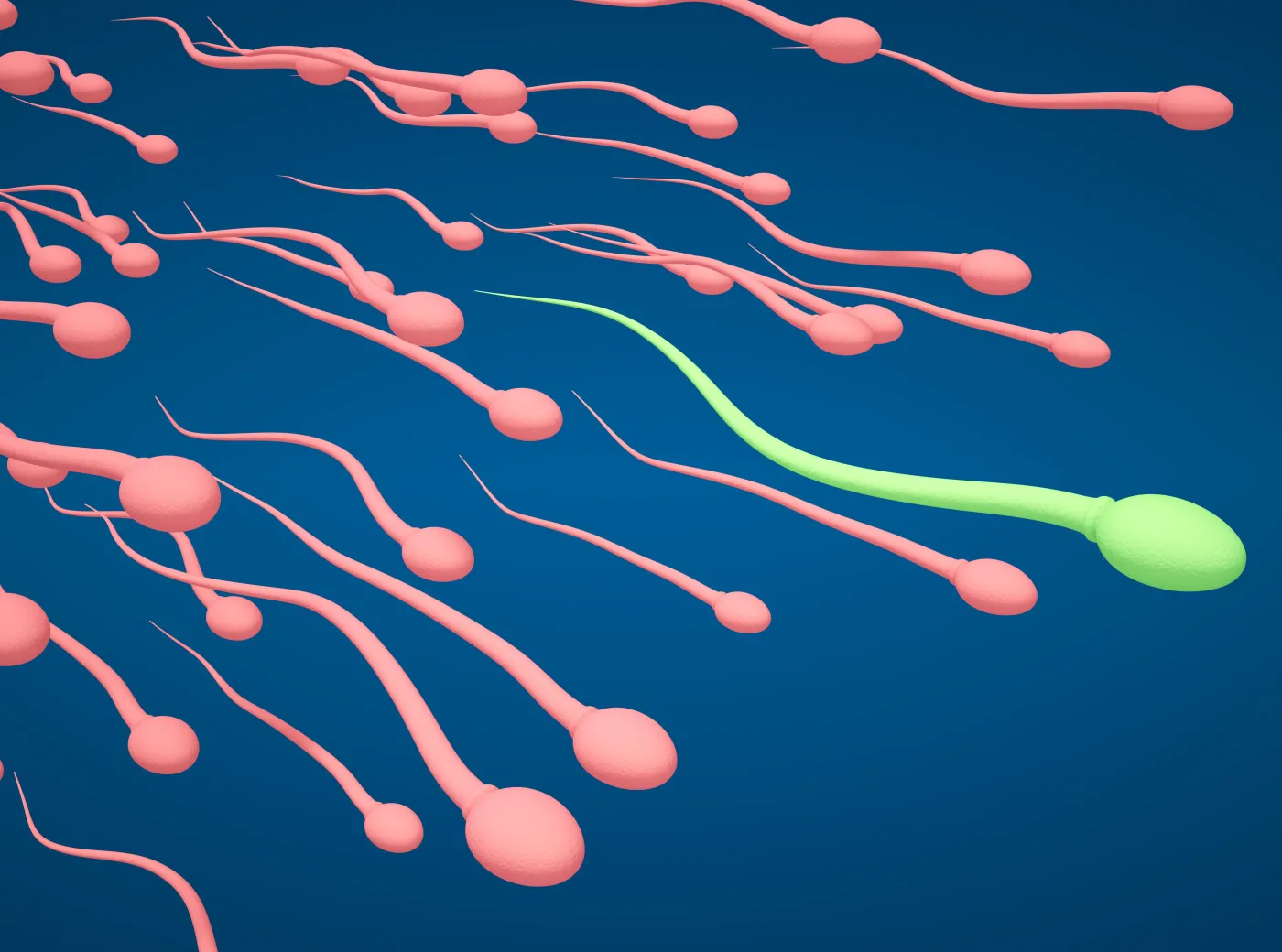 plemniki zapłodnienie