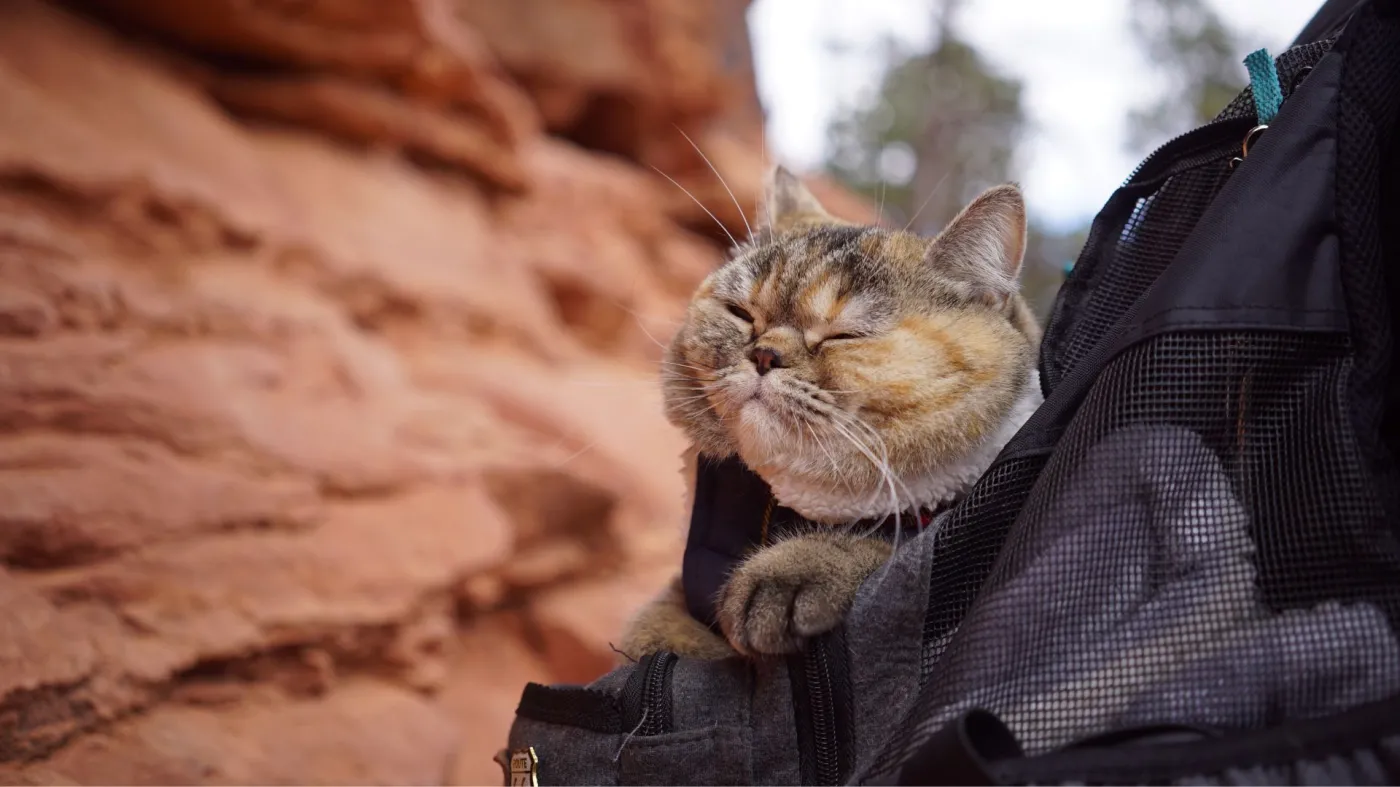 Kadr z filmu Kociarze