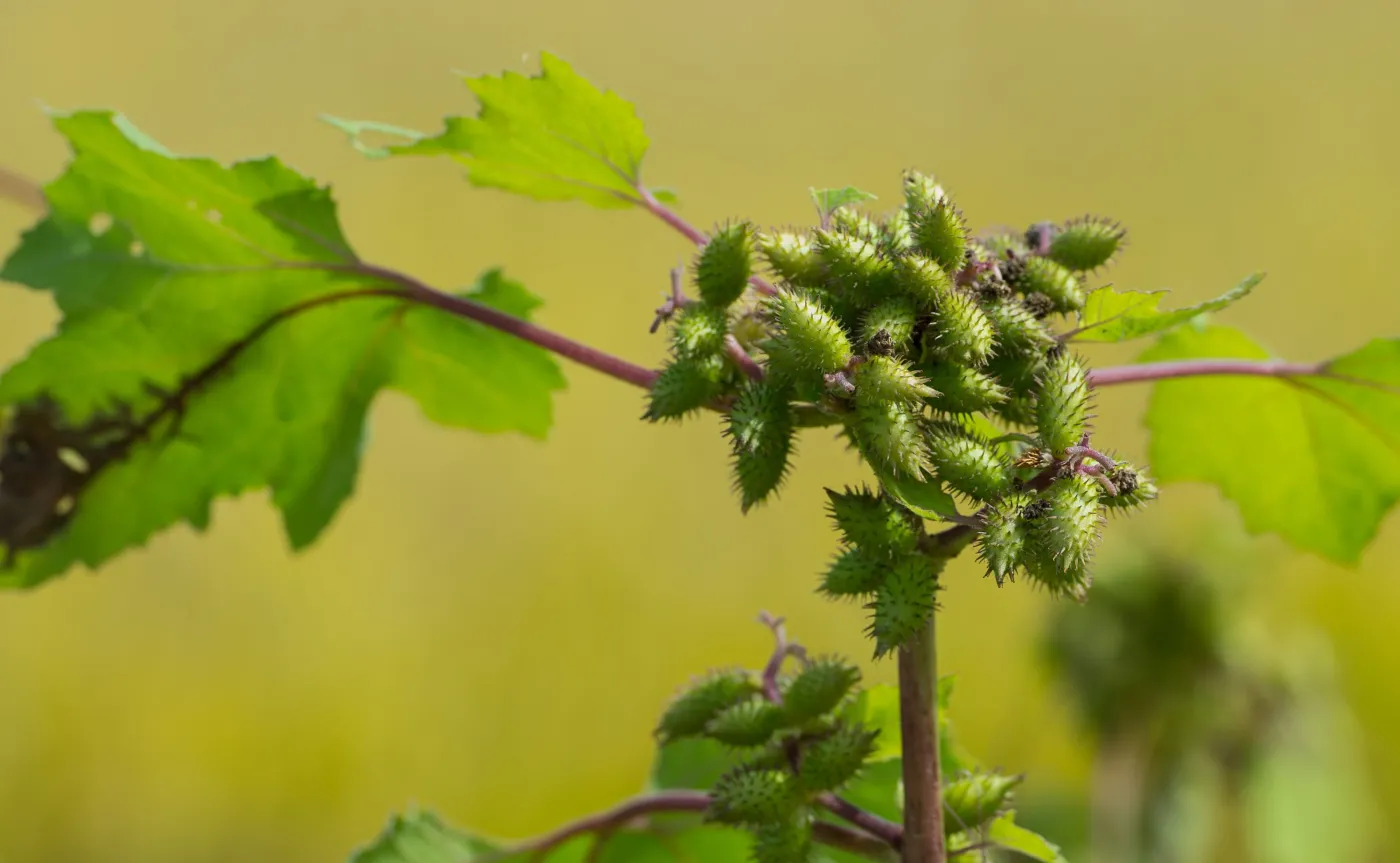 Rzepień pospolity, Xanthium strumarium