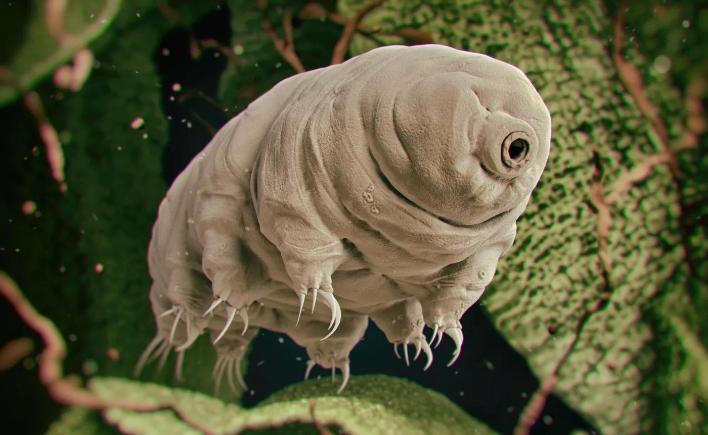 Niesporczak, Tardigrade