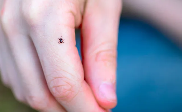 Znaczący wzrost zachorowań na boreliozę i kleszczowe zapalenie mózgu