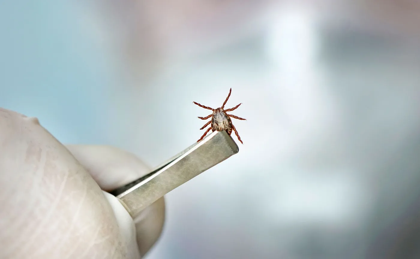 Borelioza szaleje na obszarach wiejskich. W ciągu 15 lat wzrosła o 357 proc.