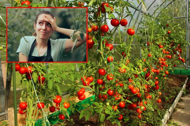 Masz pomidory malinowe w ogrodzie? Musisz pamiętać o ogławianiu