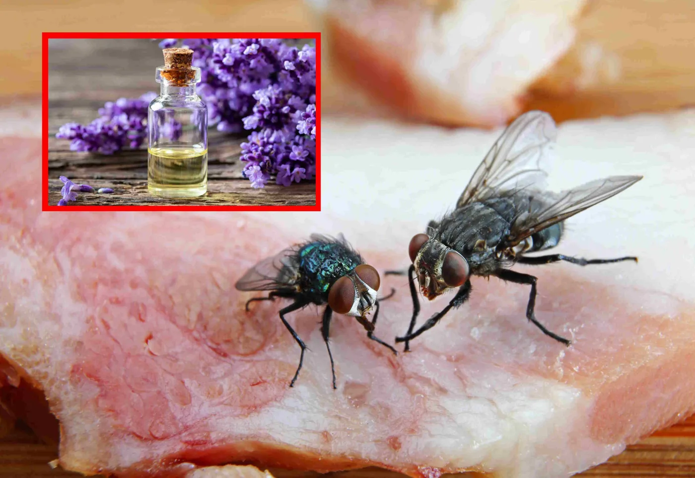 Sposób na muchy. Jak pozbyć się much z domu? Oto najlepsze domowe sposoby