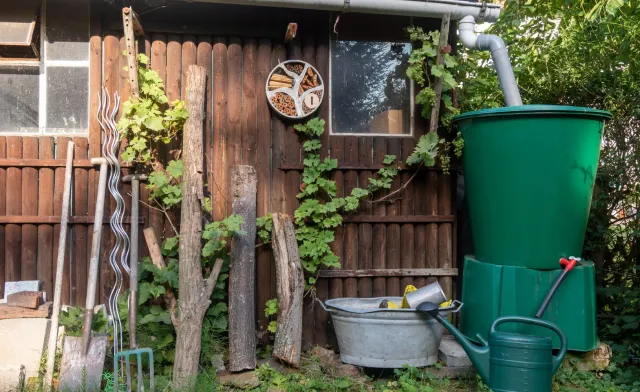 Deszczówka. Czy warto ją zbierać? Jak ją wykorzystać w ogrodzie?
