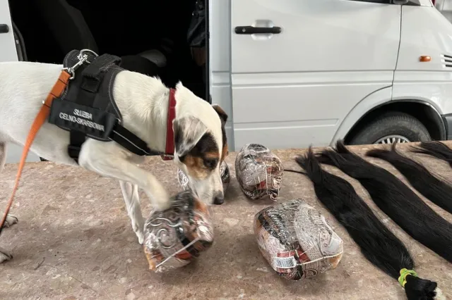 Zaskakujący przemyt z Ukrainy. Nietypowa kontrabanda warta blisko 95 tys. zł