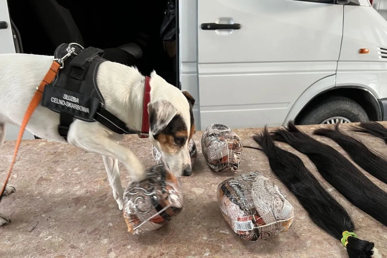 Służba Celno - Skarbowa