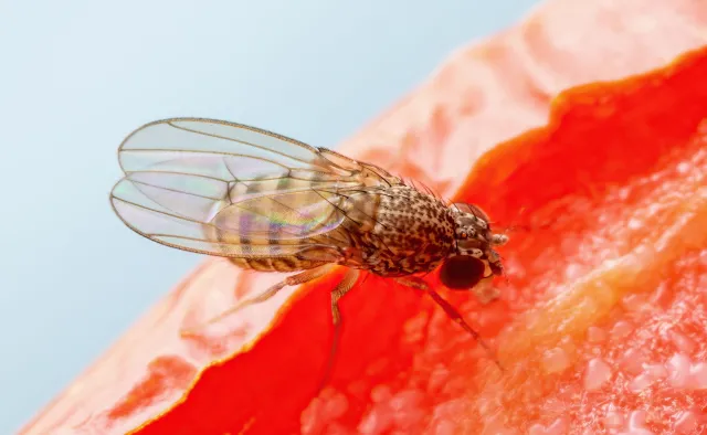 U muszek udało się wymusić rozród bez udziału samca. Co daje nam tam obserwacja?