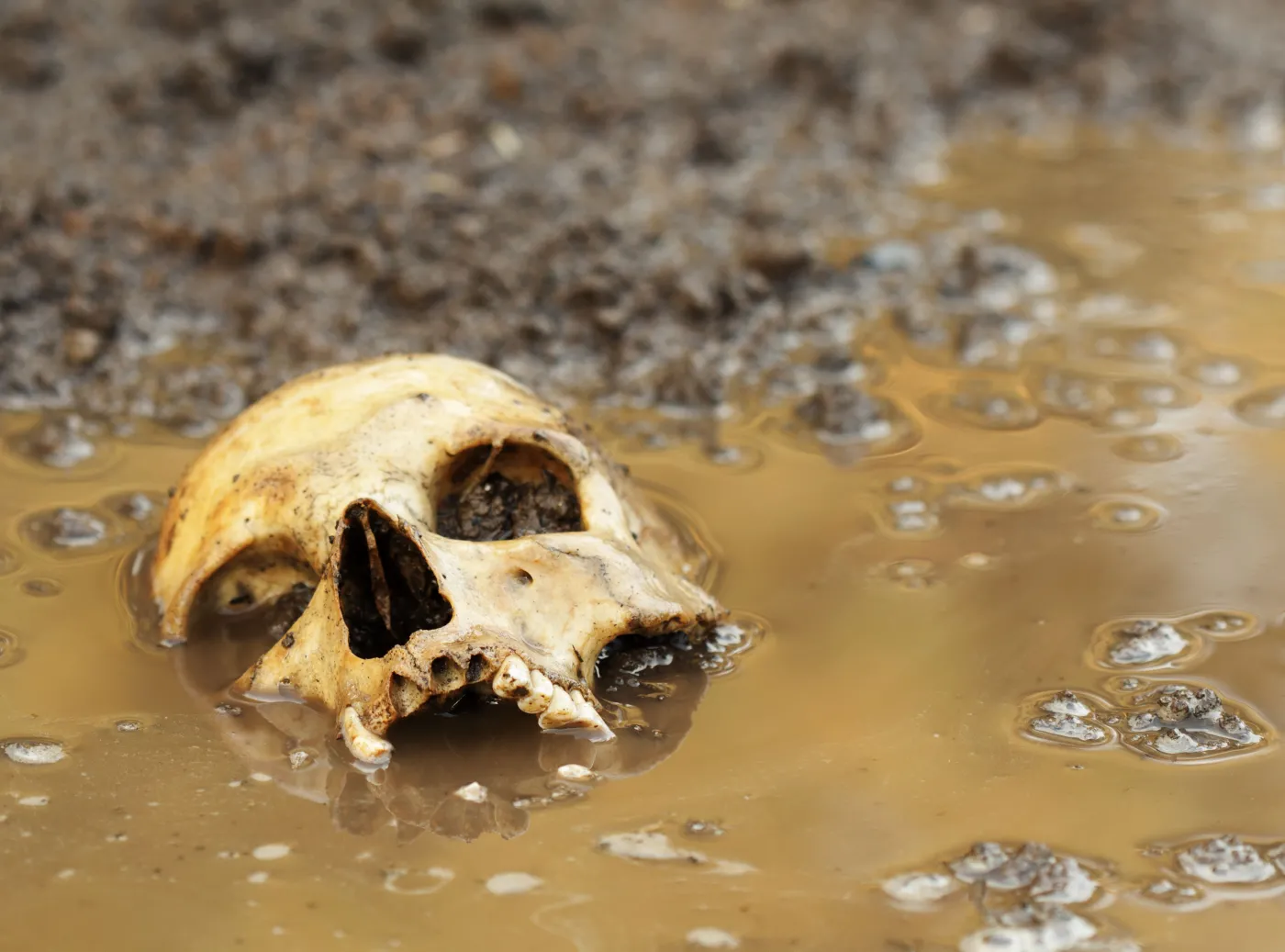 czaszka cmentarz kości