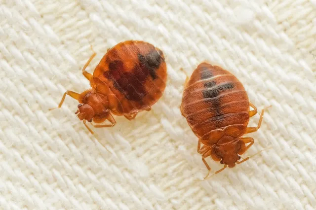 Jak zwalczyć pluskwy domowe? Domowe i profesjonalne sposoby na pluskwy