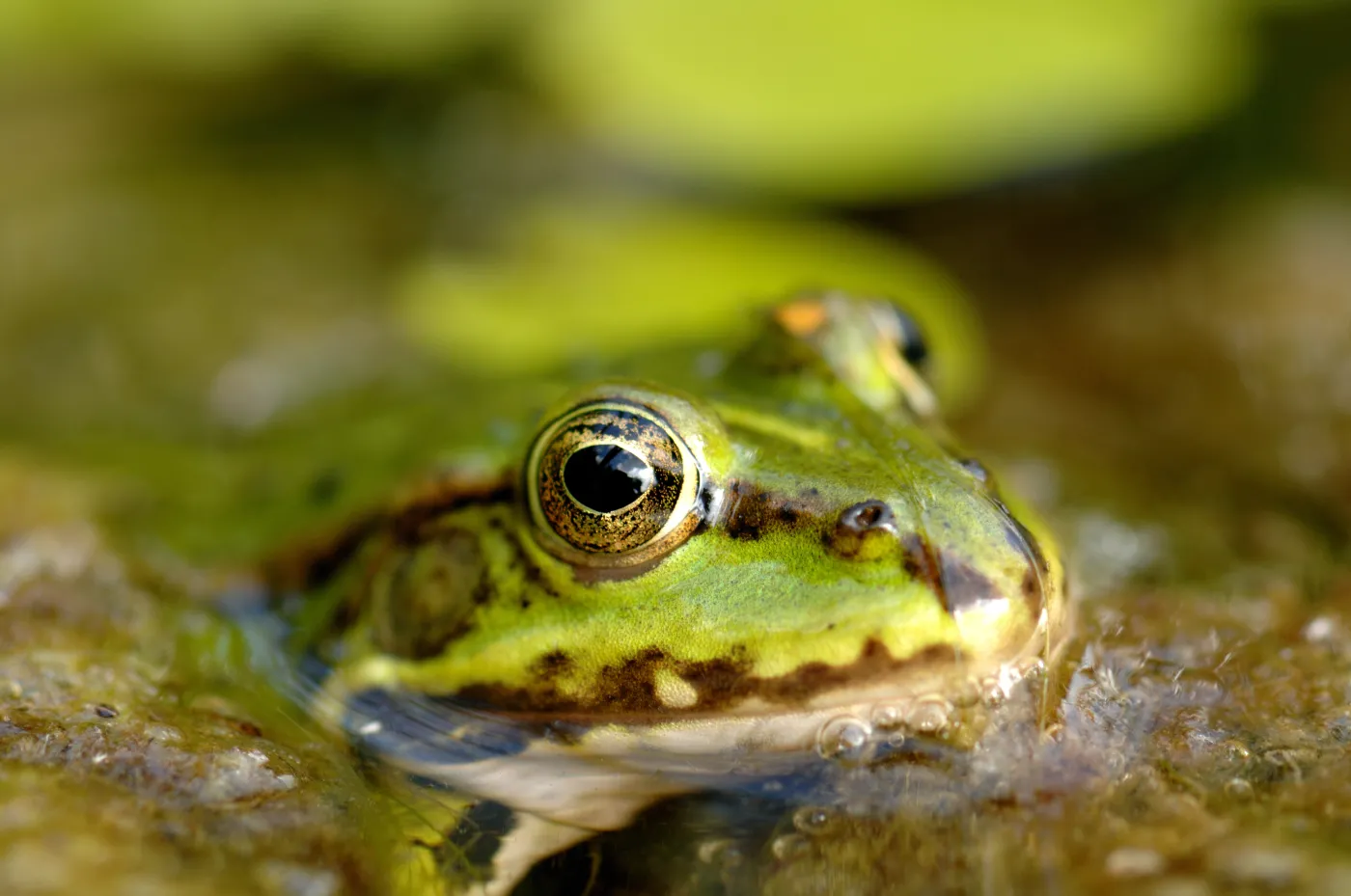 Masz syndrom gotującej się żaby? Może przytrafić się każdemu