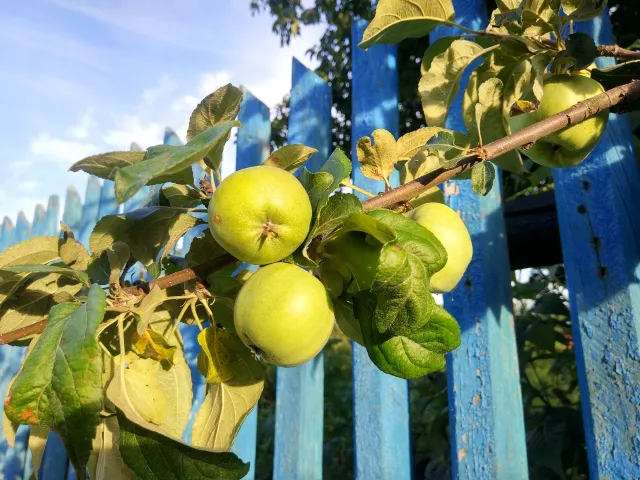 Przyczyna sąsiedzkich kłótni: Owoce z drzewa sąsiada na naszej działce. Do kogo należą?
