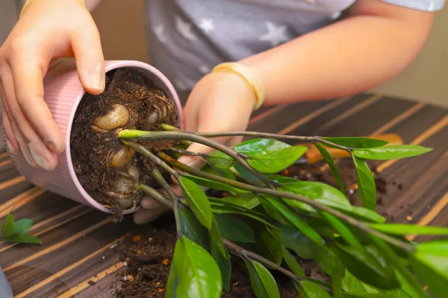 Zamiokulkas nie wypuszcza nowych liści? Oto, co musisz zrobić