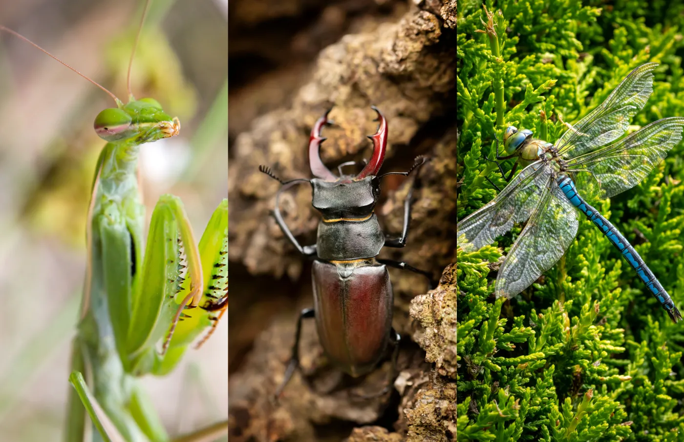 Czarna pszczoła, trupia główka, husarz władca... Najpiękniejsze i największe owady w Polsce [ZDJĘCIA]