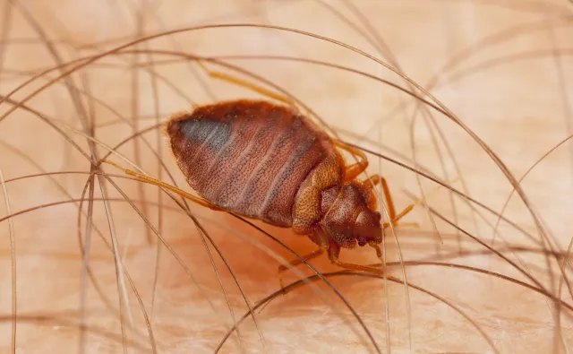 Pluskwy w domu? Jak się ich pozbyć? Poznaj najlepsze sposoby