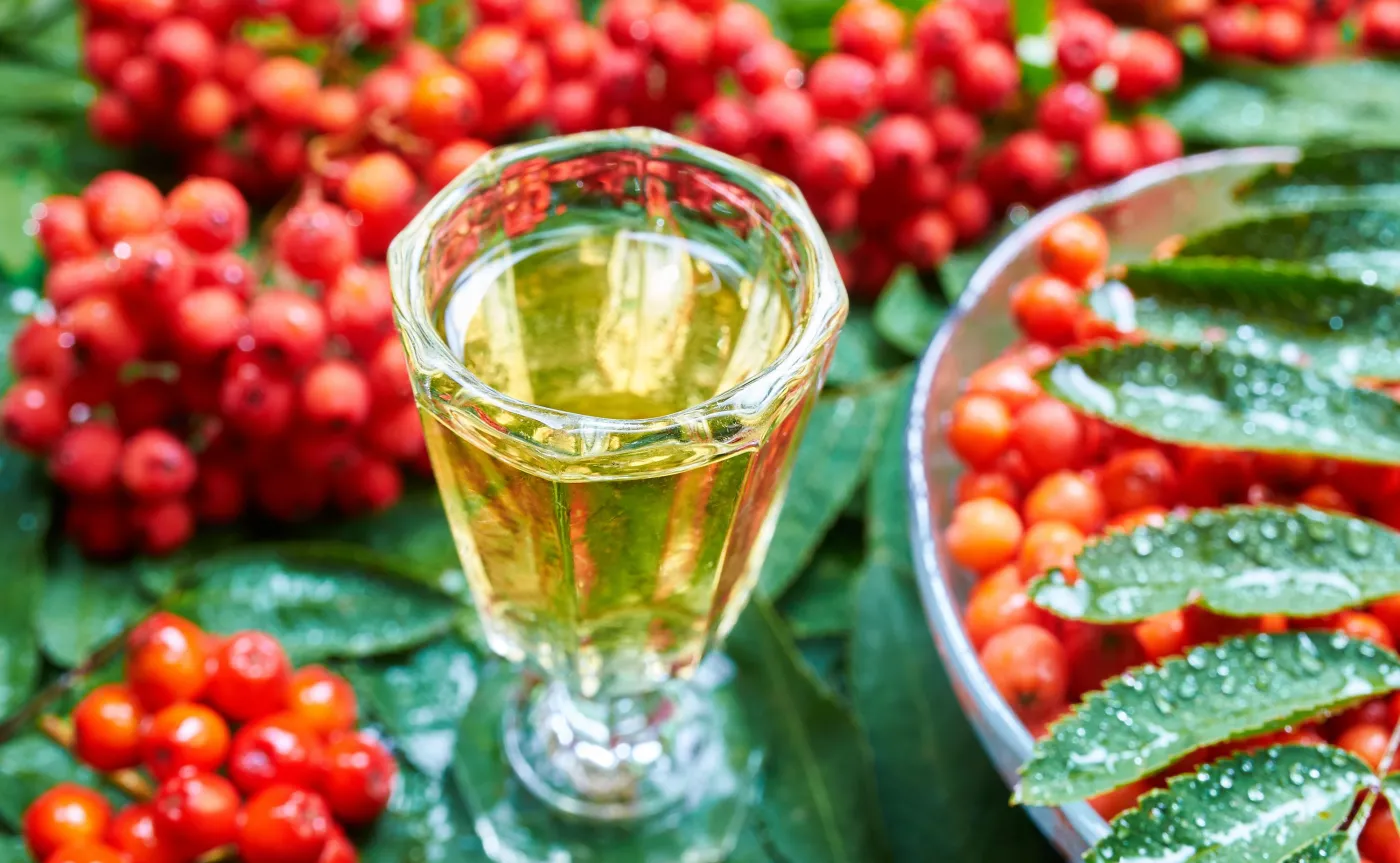 Nalewka z jarzębiny. Jarzębinówka