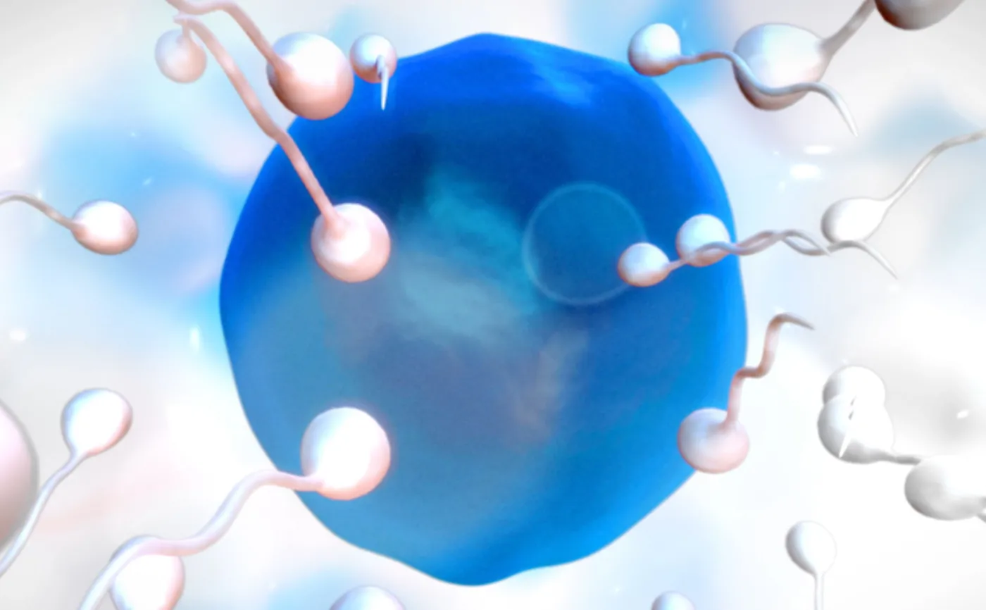 Komórka jajowa i plemniki, zapłodnienie