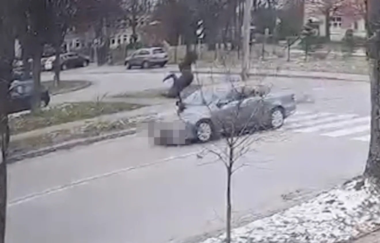 Kierowca potrącił pieszą na pasach. Nagranie pokazuje, że nie zastosował się do kluczowej zasady