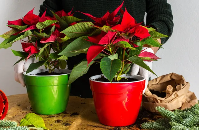 Chcesz, by gwiazda betlejemska pięknie dotrwała do świąt? Najważniejsze zasady