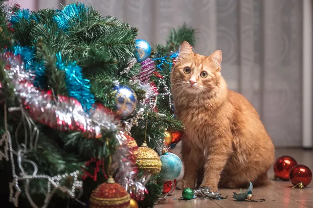 Kot już ostrzy sobie pazury na twoją choinkę? Tak ją zabezpieczysz