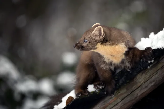 Jak odstraszyć kunę? Skuteczne metody na nieproszonego gościa