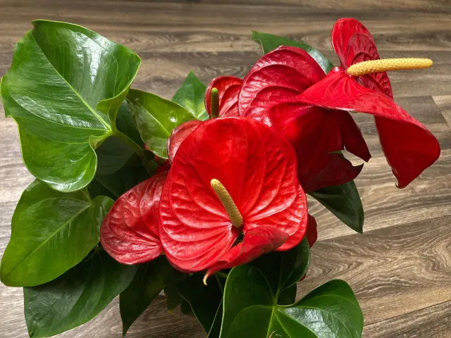 Dlaczego anturium traci liście? Co jest najczęstszą przyczyną i jak sobie z tym radzić?