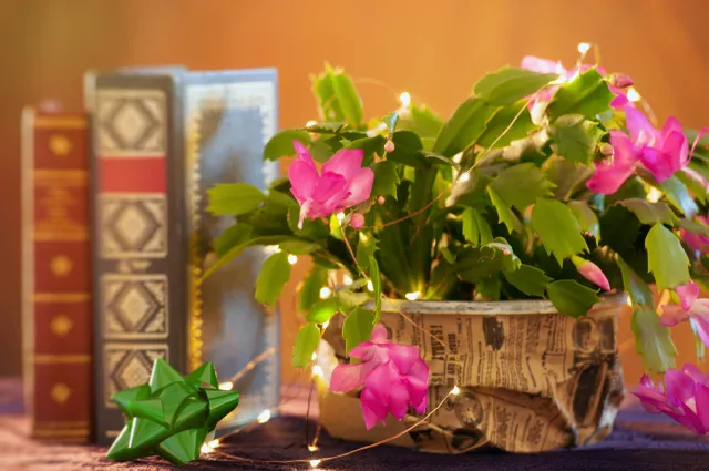 Jak prawidłowo nawozić grudnik, by pięknie i długo kwitł. Poznaj najważniejszy sekret jego pielęgnacji