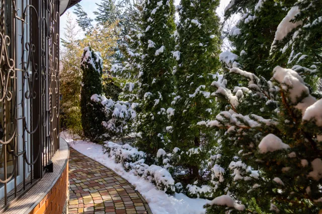 Żywopłot zimozielony? Nie tylko iglaki. Te rośliny świetnie sobie poradzą z mrozem i śniegiem