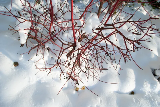 Te czerwone pędy będą ozdobą zimowego ogrodu. Krzew ukorzeni się nawet w czasie mrozów
