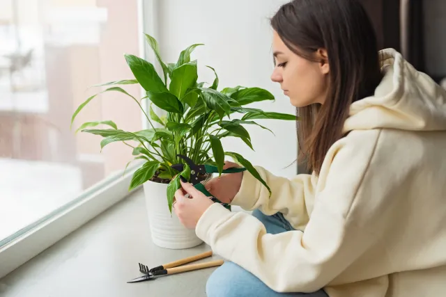 Co robić, gdy skrzydłokwiatowi żółkną liście? Przepis na domową odżywkę