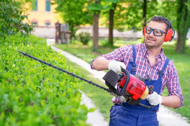 Wiosenne przycinanie żywopłotu. Jak i kiedy ciąć po raz pierwszy?