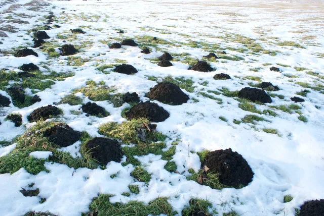 Włóż to do kopca, a kret ucieknie. Skuteczne metody na pozbycie się kreta z ogrodu