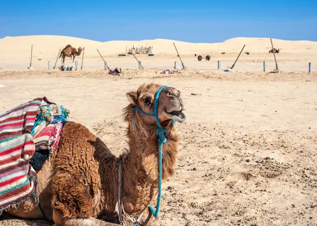 WHO: Dwie ofiary śmiertelne "wielbłądziej grypy". Wywołuje ją koronawirus
