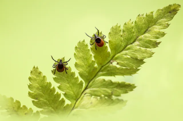 Jak najszybciej pozbądź się ich z ogrodu. Te rośliny przyciągają kleszcze