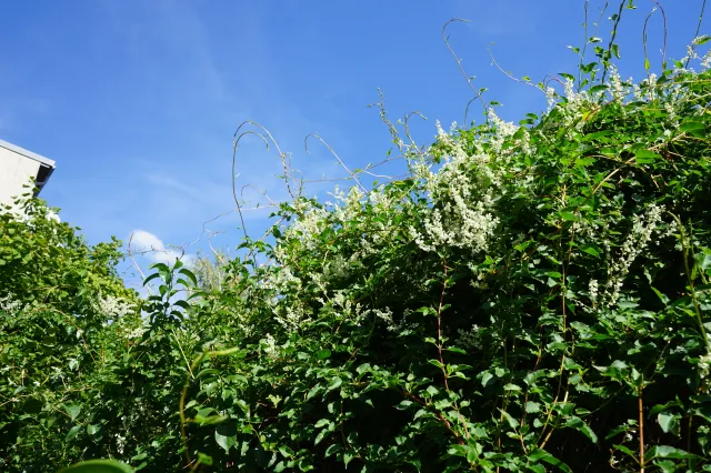 To pnącze rośnie błyskawicznie. Bez trudu odgrodzisz się od sąsiadów