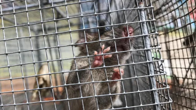 Wrocław: Klatki roztrzaskały się na chodniku. Część zwierząt zginęło