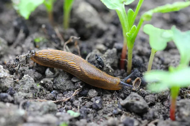 Zauważyłeś ślimaki w ogrodzie? Posadź te rośliny, a pozbędziesz się problemu [LISTA]