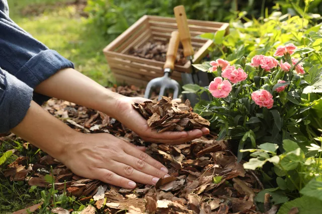 Wysyp w ogrodzie, a nie będzie chwastów. Popularny trik ogrodników