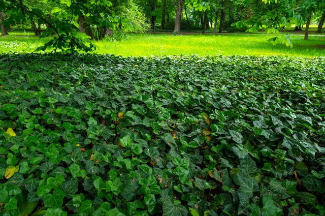 Posiej zamiast trawy. Nie straszne im ani słońce, ani cień, ani deptanie