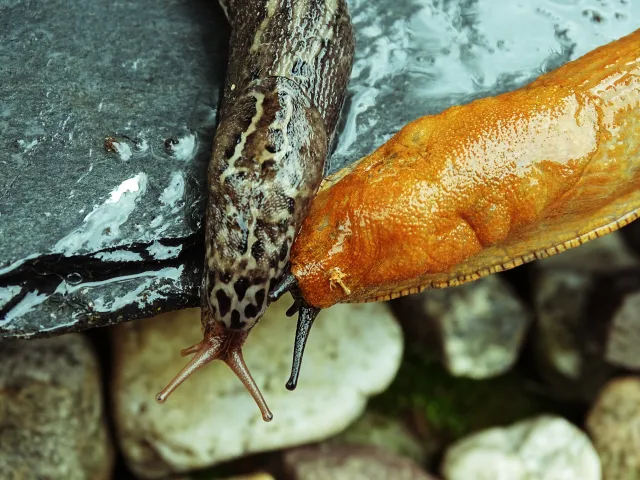 Do ogrodów nadciąga prawdziwa plaga. Rozsyp to na grządkach i miej problem z głowy