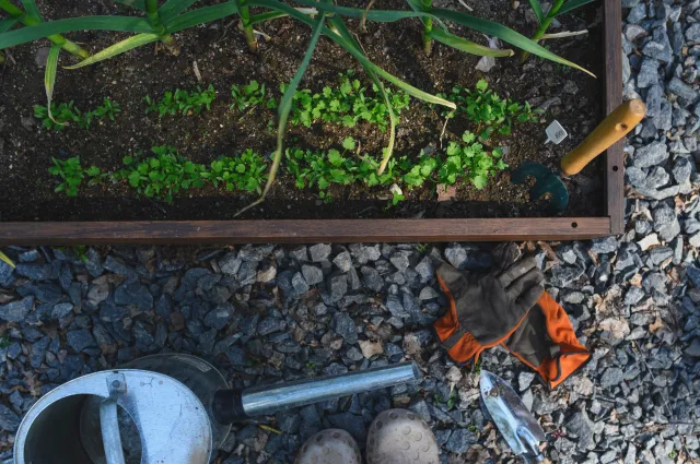 Wysiej w drugiej połowie marca. Nie kupuj, tylko zbierz z grządek i ciesz się smakiem